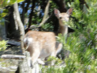 2010-05-16deer1.jpg