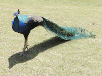 2010-05-16peacock1.jpg